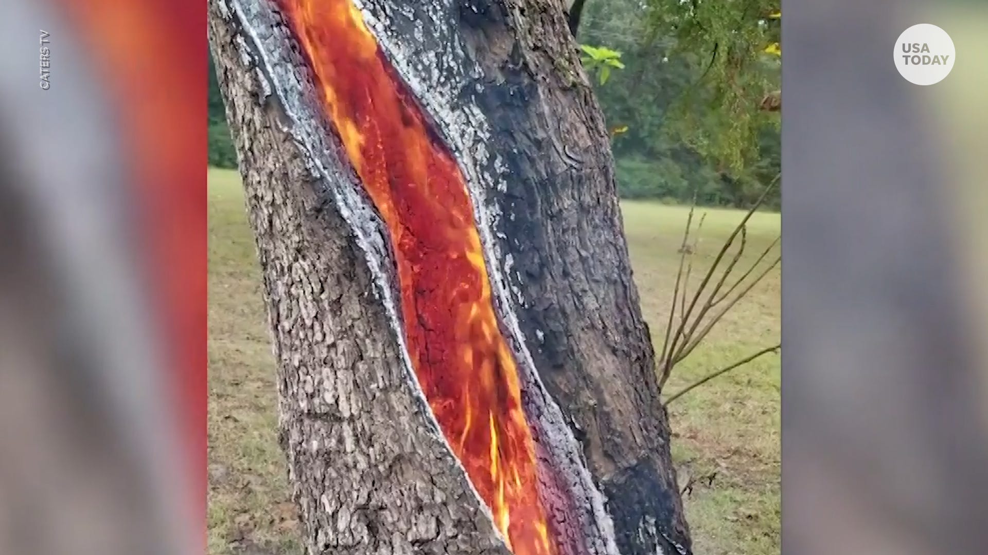 lightning strike scar tree ironwood