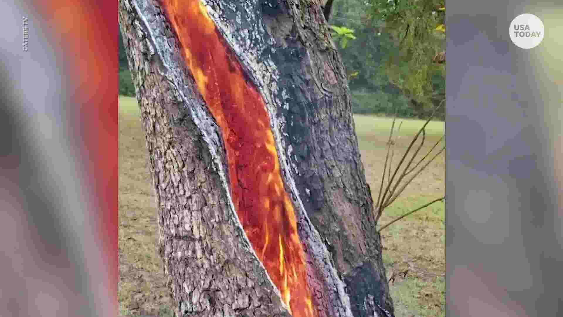 Large Tree Struck By Lightning In Texas Burns From Inside Out 
