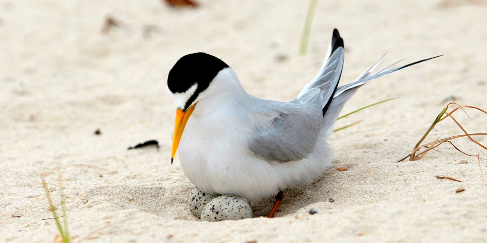 Interior Least Terns Ready To Fly Off Endangered List