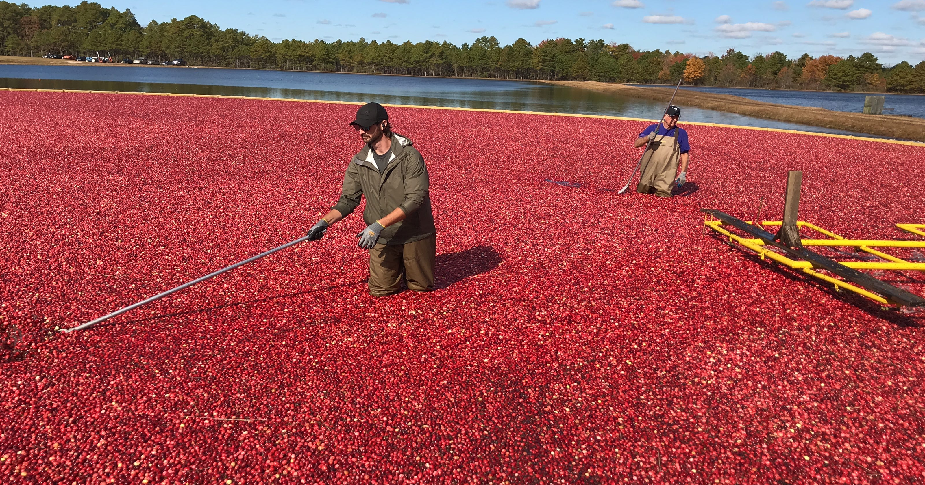 'Too good at growing cranberries' NJ harvest booms, outstrips demand