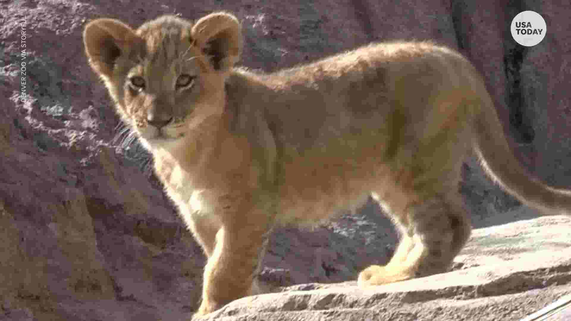 Real life 'Lion King': This lion cub acts just like real-life 'Simba'