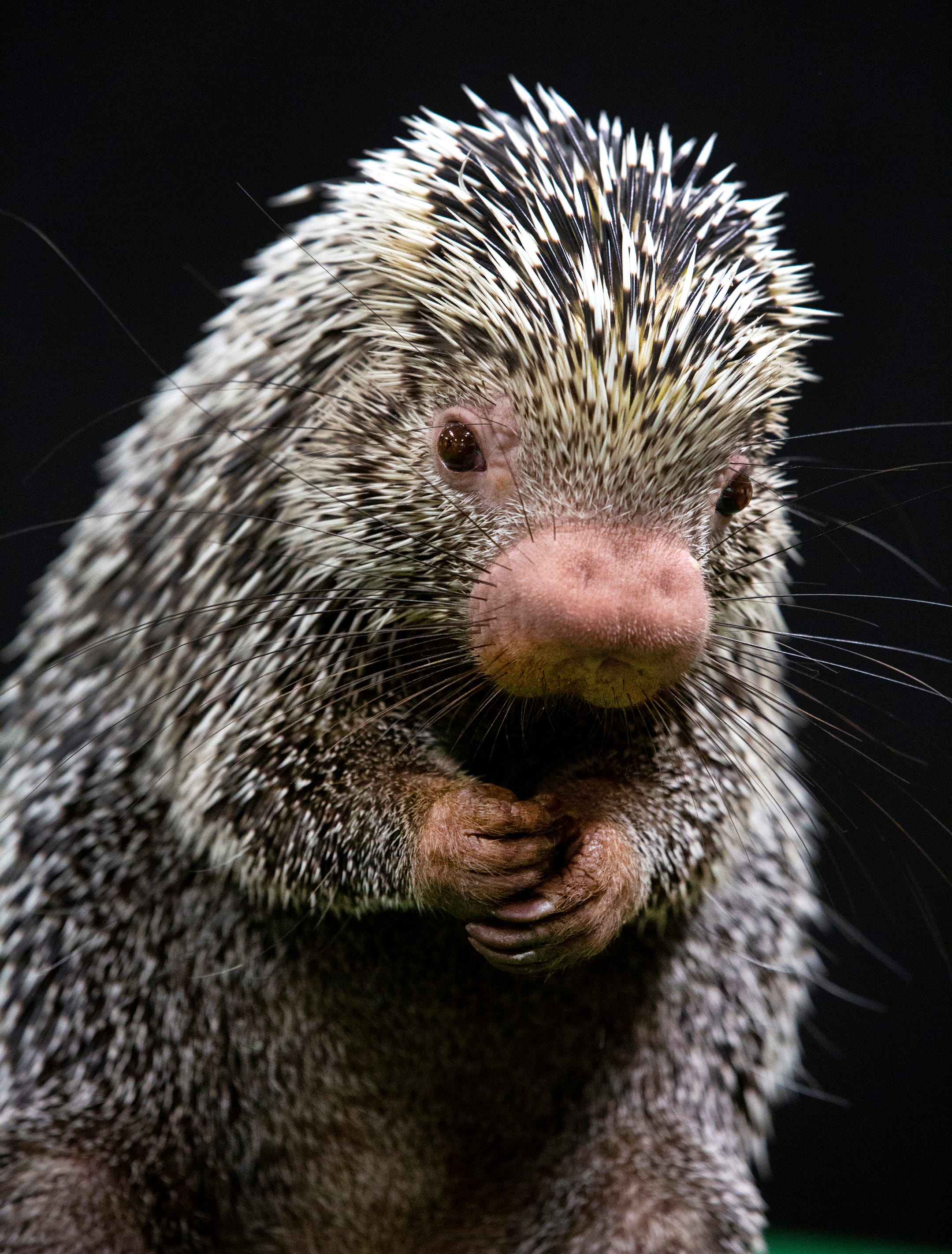 Cincinnati Zoo animals get up close with Enquirer in these ...