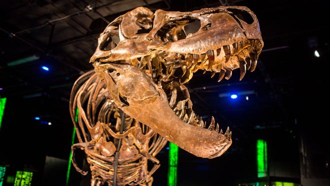Victoria the T. rex is on exhibit at the Arizona Science Center