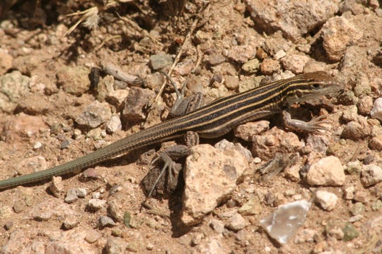 Desert grassland whiptails have very limited range in Texas