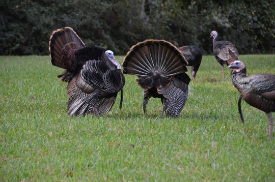 Wild Florida turkeys face headwinds from habitat loss, disease and hunts