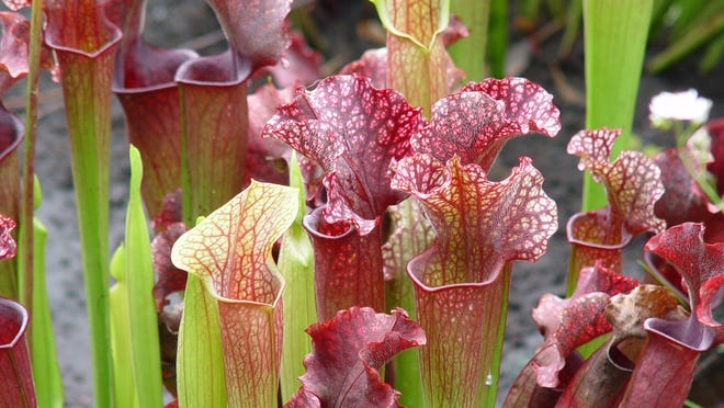 up your plant game by adding carnivorous plants to your home plant game by adding carnivorous plants