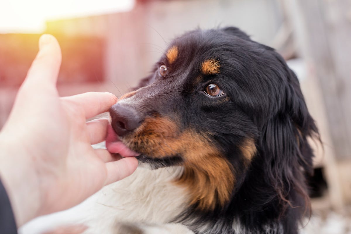 do dogs saliva kill bacteria