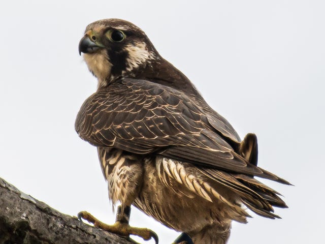 Rare Sighting Of Peregrine Falcon In Henderson