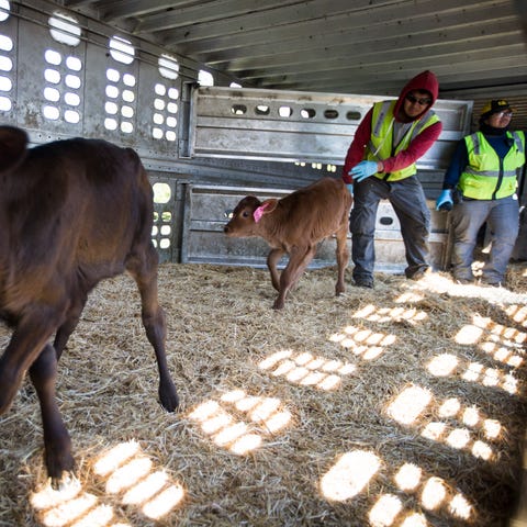 Employees load calves onto a truck at Riverview Fa