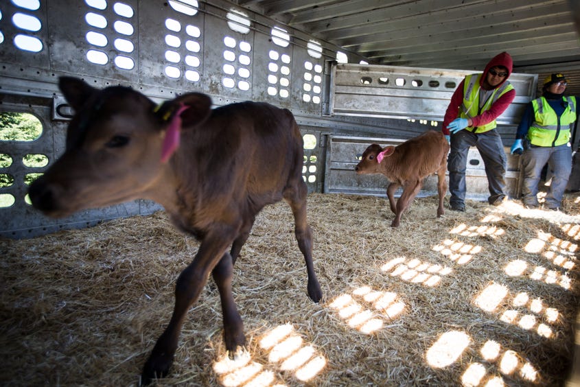 How Does Soy “Milk” Compare to Real Milk? - The Dairy Alliance