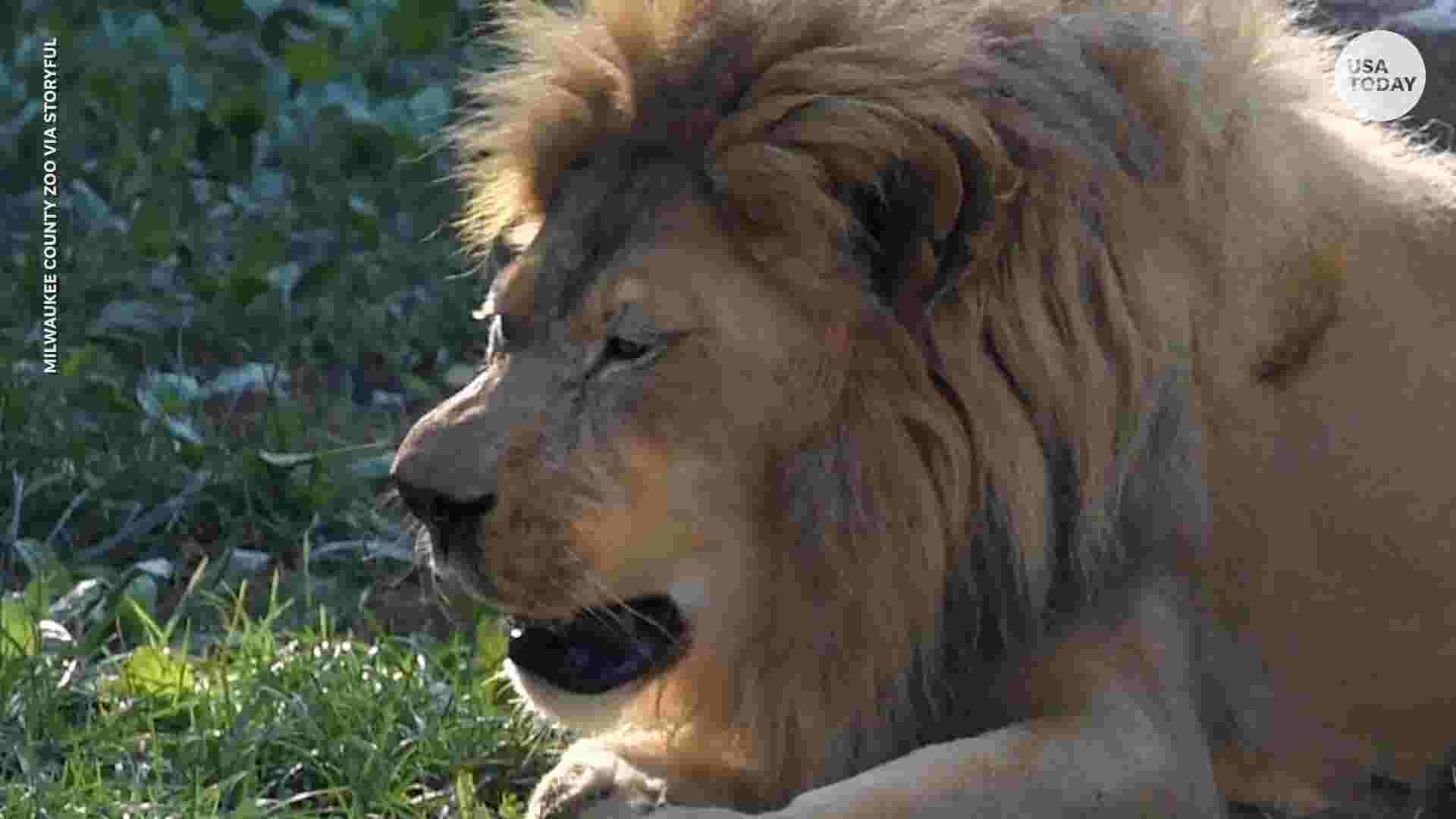 Lion can't hold back a huge sneeze