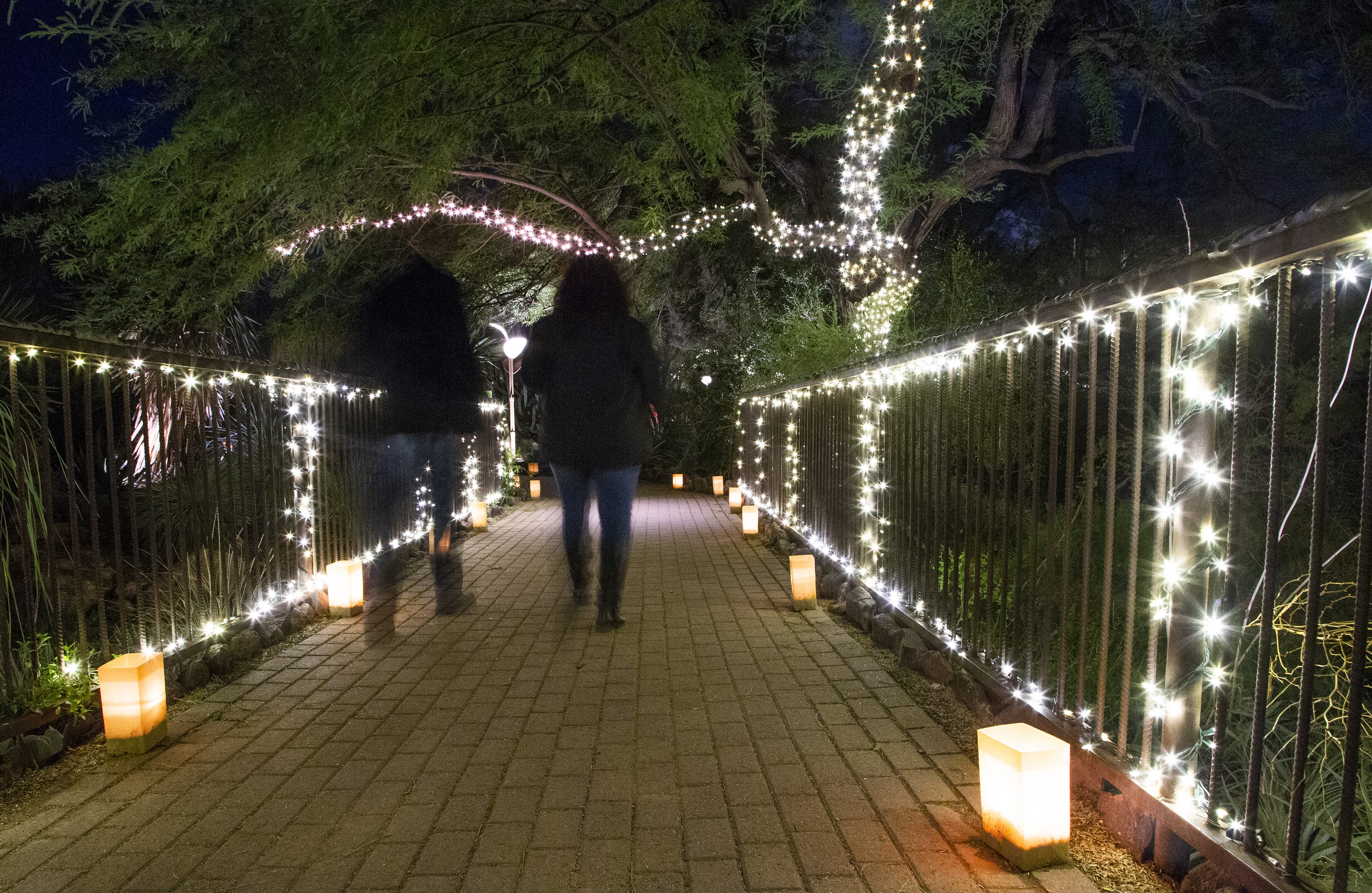 phoenix botanical garden night