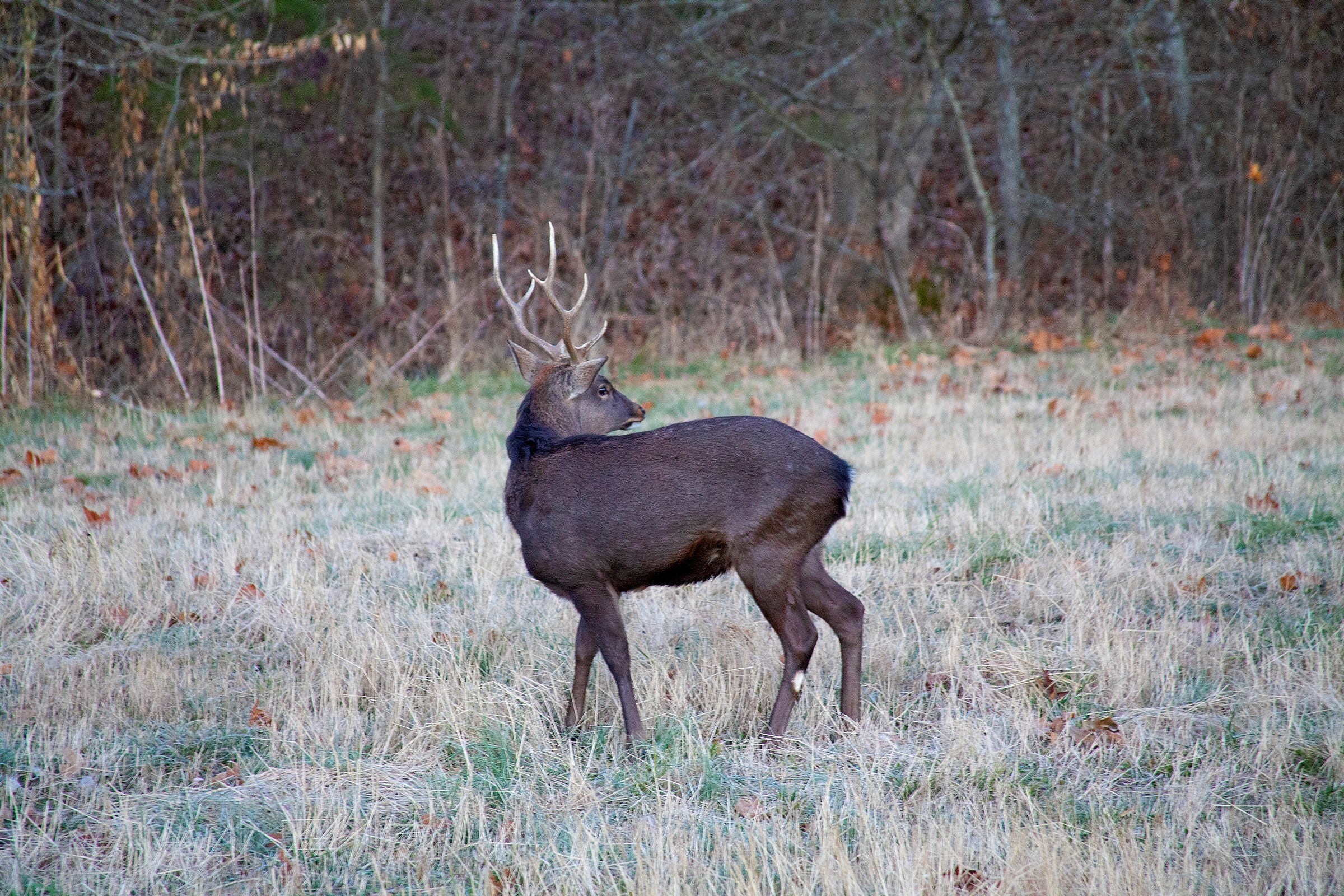 melanistic and albino deer