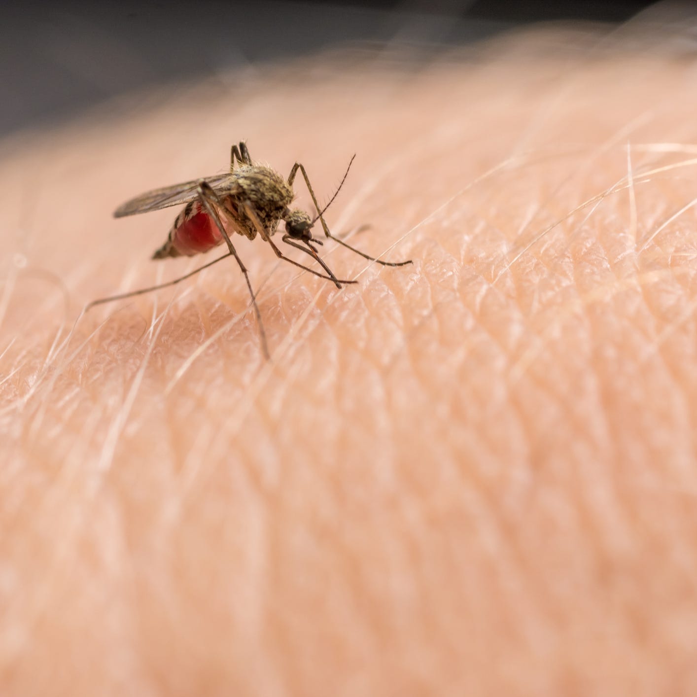 Mosquitoes: Another tiny terror, the mosquito is ubiquitous in Florida. While the insects' bites alone are just itchy and annoying, mosquitoes can transmit potentially fatal illnesses like West Nile virus and Eastern equine encephalitis virus, or EEEV. Less often, cases of exotic mosquito-borne diseases like dengue fever and Zika have been reported in the state. In 2019, 11 people around the country died of EEEV, prompting officials to issue a warning in Florida. According to the CDC, the primary transmission cycle   of the virus takes place in swampy areas, and transmission is most common in and around hardwood swamps. The Florida Department of Health promotes a 