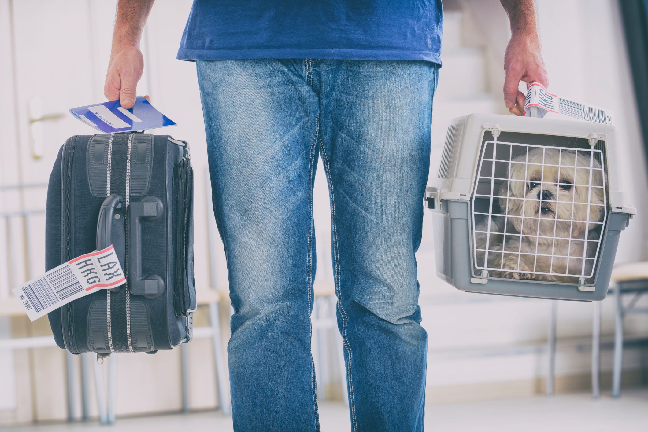how much does it cost to fly a dog on delta airlines
