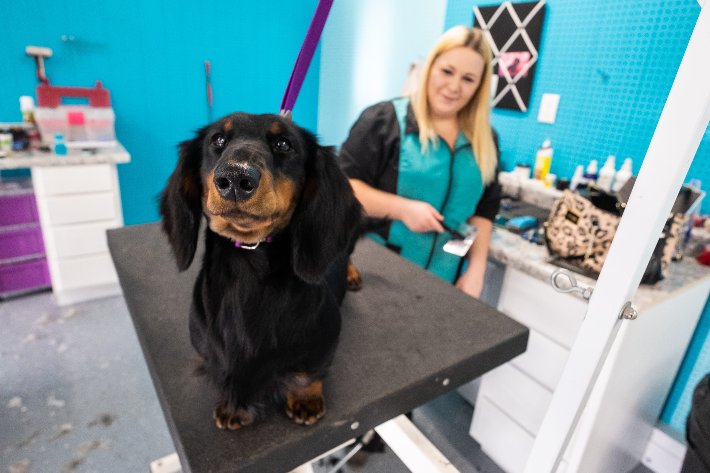 where to get dog groomed