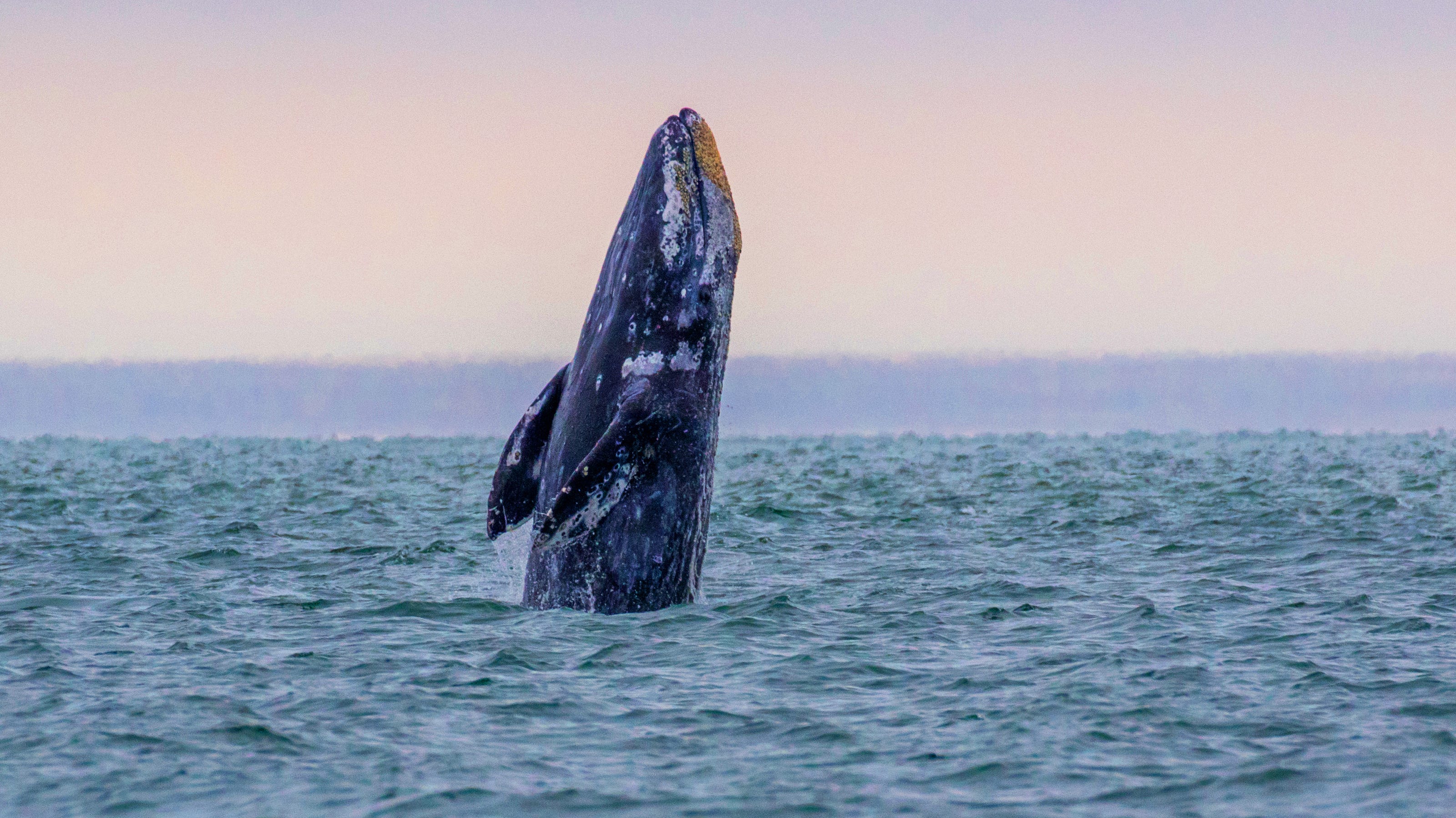 Where can you see Oregon whales so close you can hear them breathe?