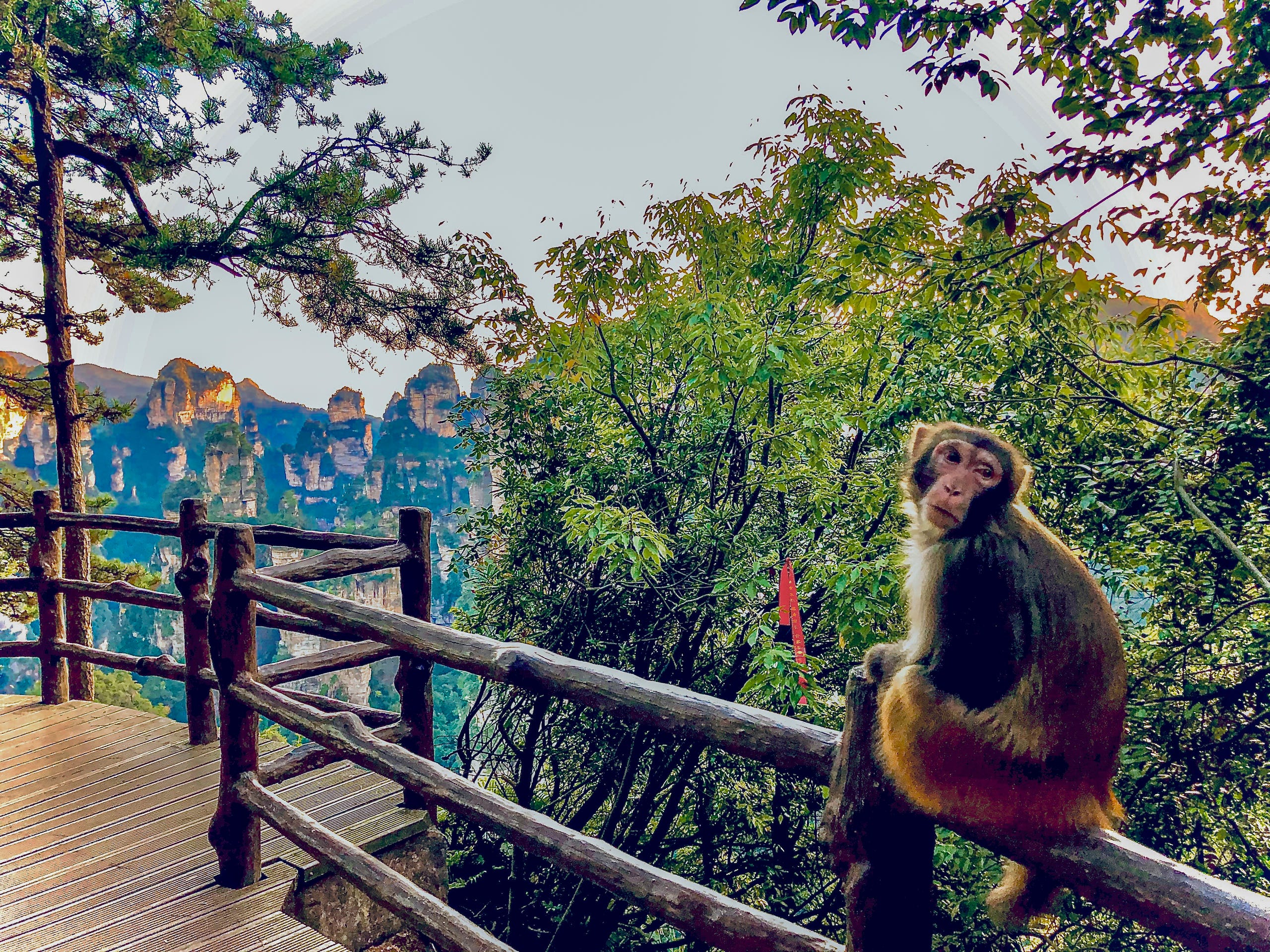 On the spotless Zhangjiajie trails, you might encounter Rhesus Macaques Monkeys. The aggressive primates have little fear of humans.  Always keep your distance. While feeding the monkeys for a photoshoot might seem like a novel idea, there is a reason why signs are stating not to feed animals in the park.