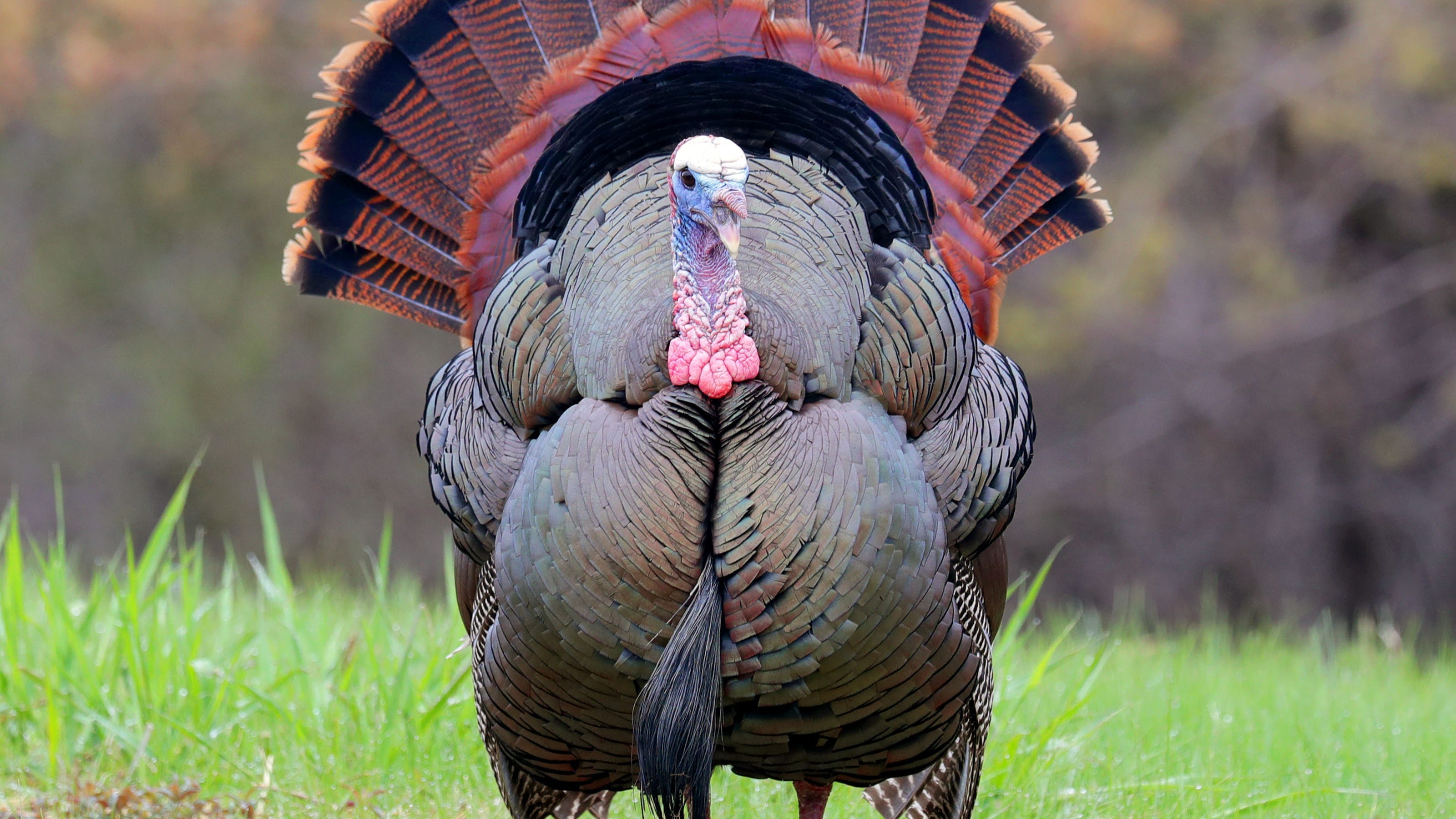 Harvest from 2022 Wisconsin spring turkey hunting season up 5