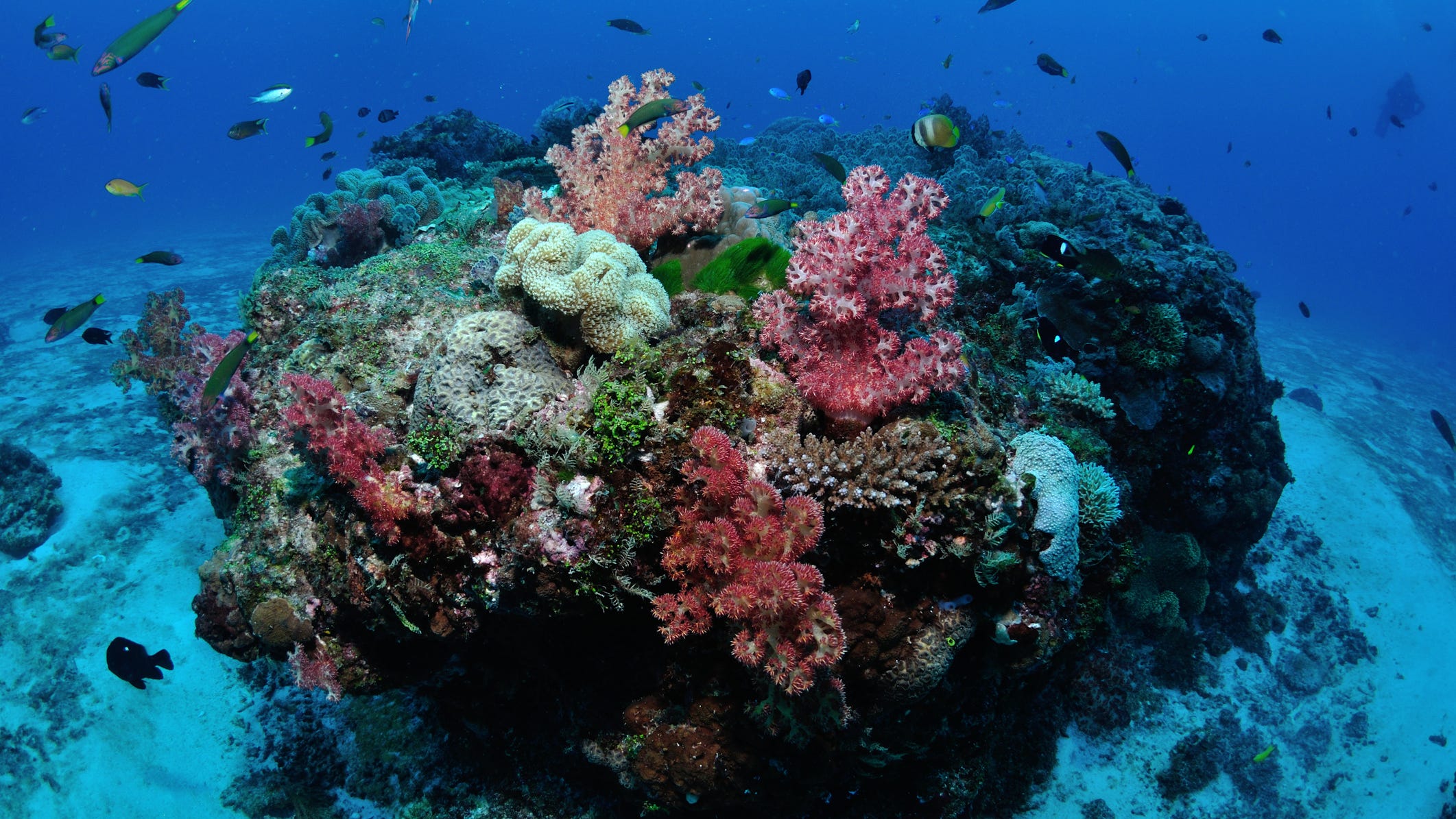 Мягкие кораллы в барьерном рифе