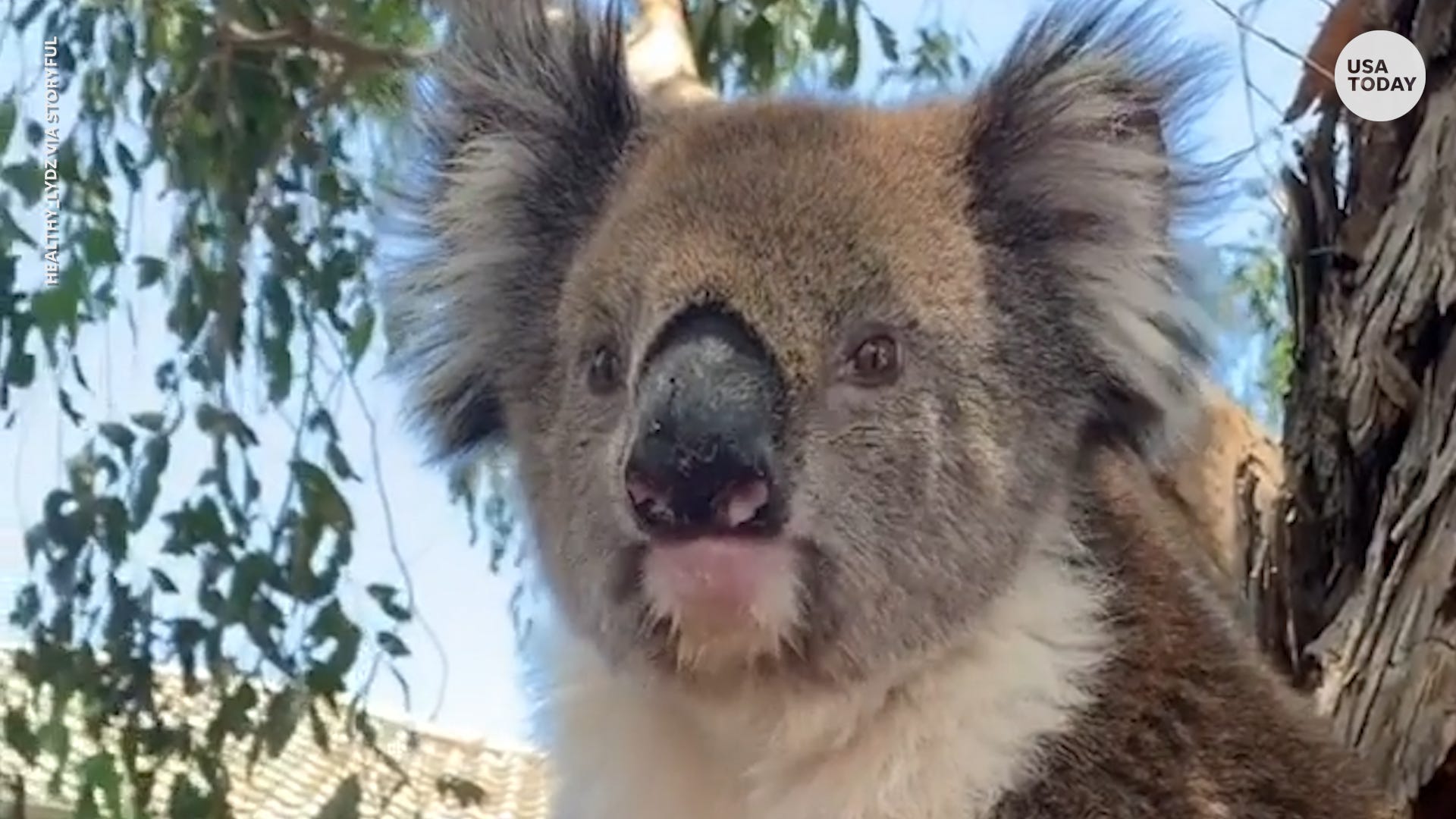 thirsty koala