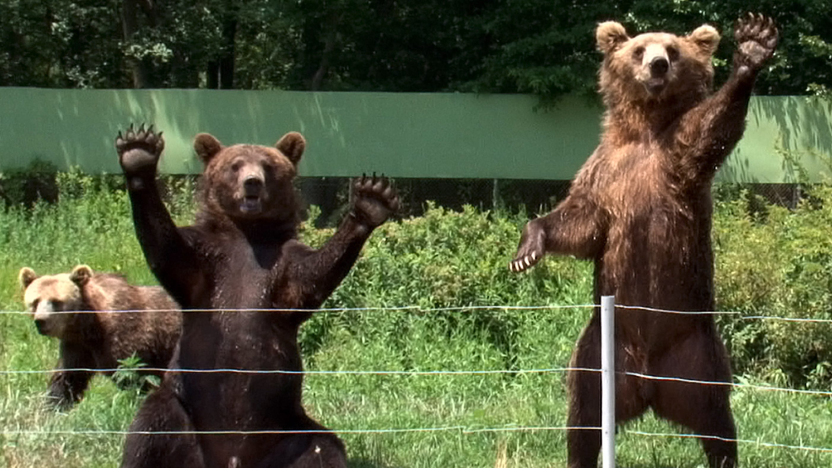 six flags safari in new jersey