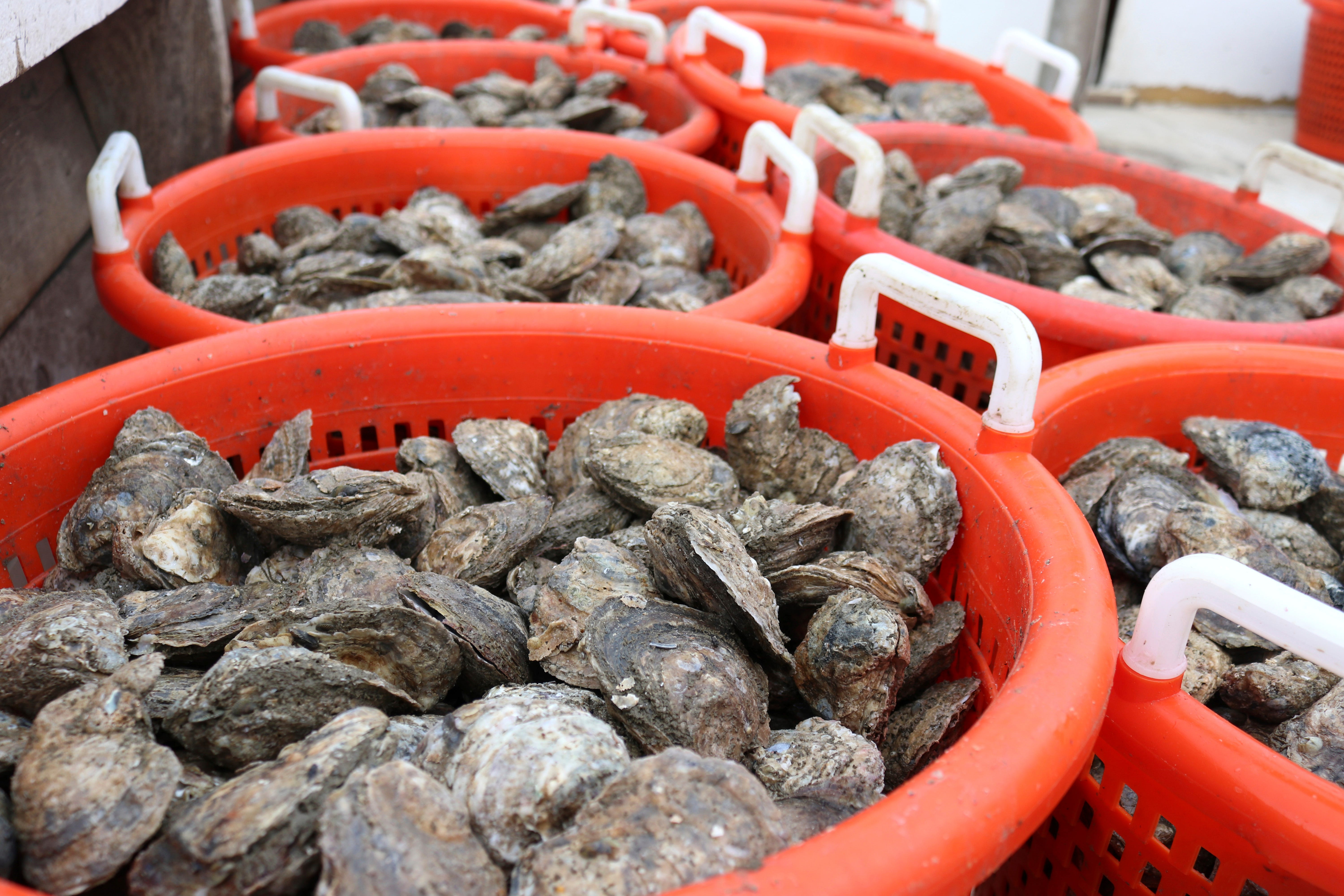 Chesapeake Bay Oysters: 'We All Need To Come Together' At Pivotal Time