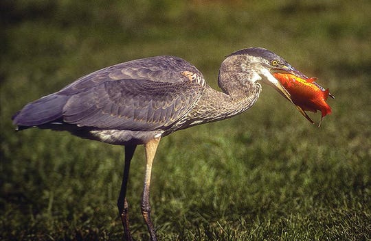 A great blue heron dines on a goldfish from a pond in Baltimore.
