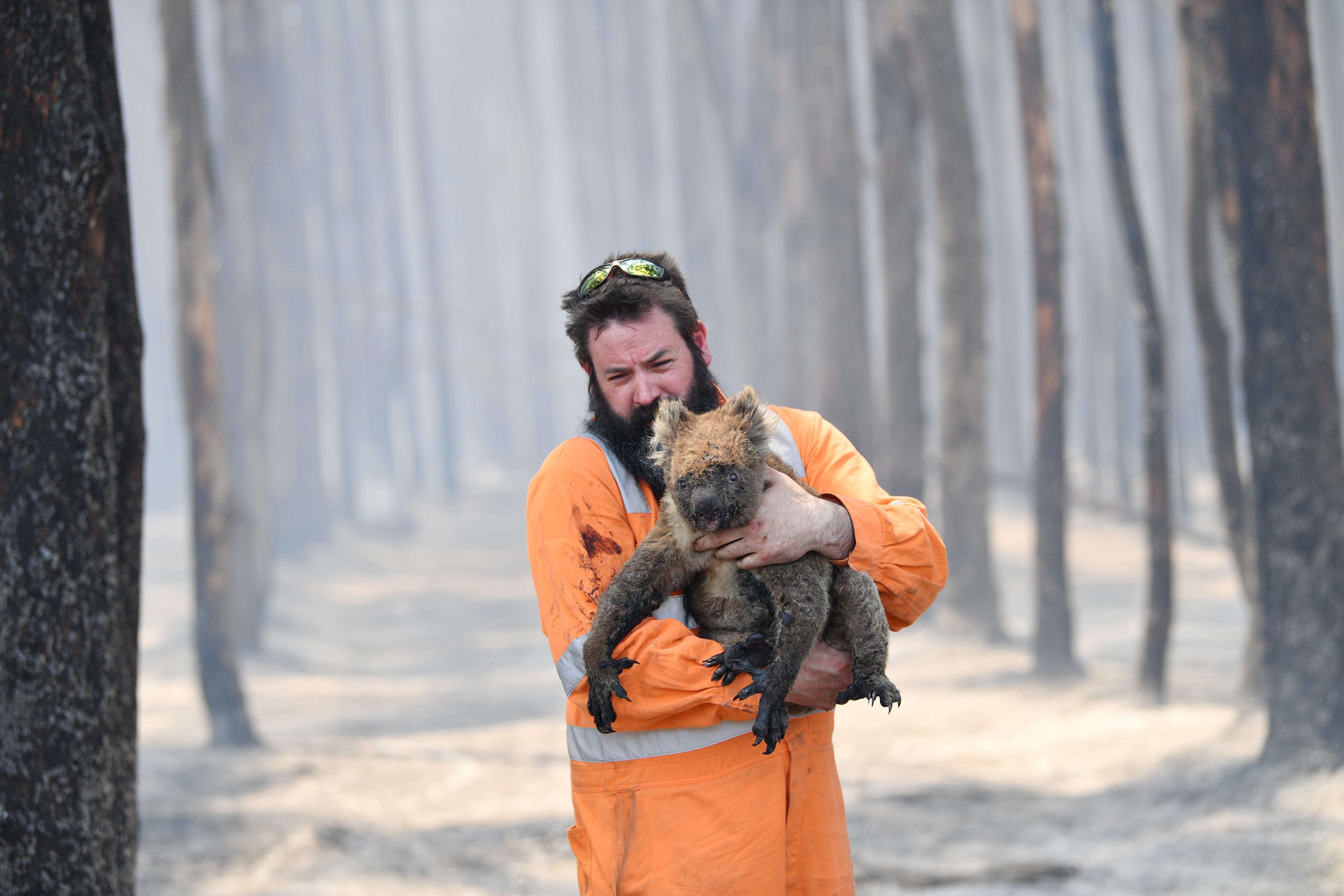 Australian Fires: Over 1 Billion Animals Feared Dead, Experts Say