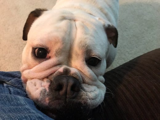 Bulldog Crushed Under Electric Grooming Table Las Vegas Petsmart