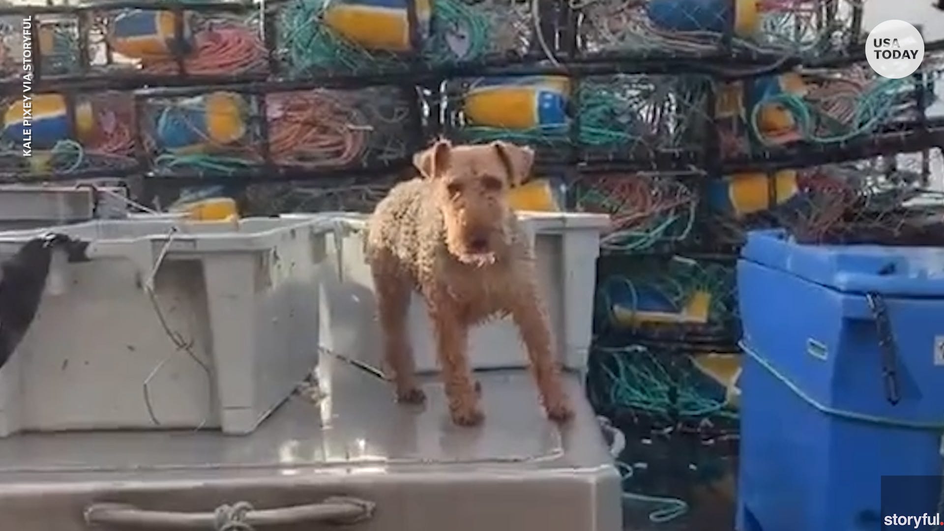 Sailor Dog Masters Her Sea Legs