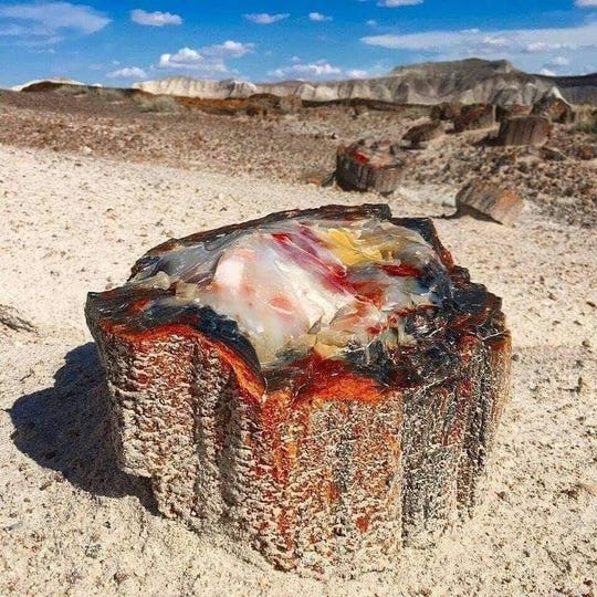 This image of a piece of petrified wood has been going viral.