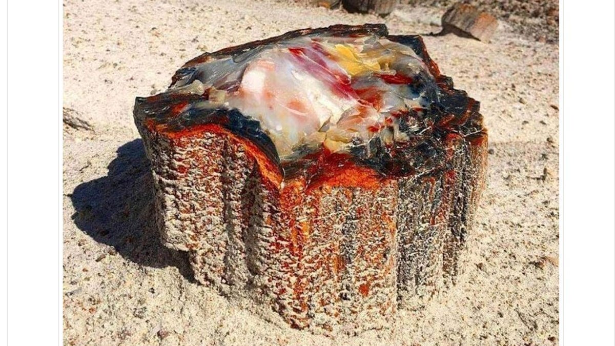 This photo of a piece of petrified wood in Arizona appeared in an online geology newsletter in late 2019.