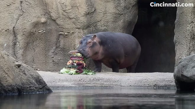 Fiona The Hippo Turns 3 Here Are Big Moments From Her Superstar Life