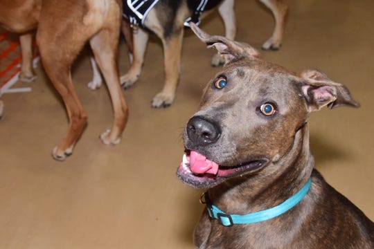 Ellie asks politely for the ball at the second annual Paw Party held at West Towne Christian Church on Saturday, Jan. 18, 2020.