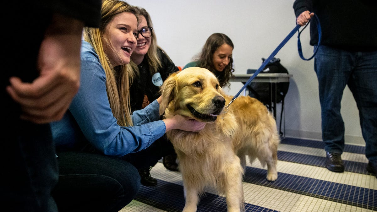 Bailey, U.S. Sen. Elizabeth Warren's Golden Retriever, visits the Drake University campus on Monday, Jan. 27, 2020, in Des Moines. 