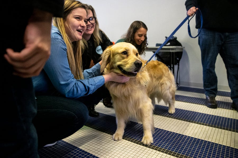 Bailey, U.S. Sen. Elizabeth Warren's Golden Retriever, visits the Drake University campus on Monday, Jan. 27, 2020, in Des Moines. 