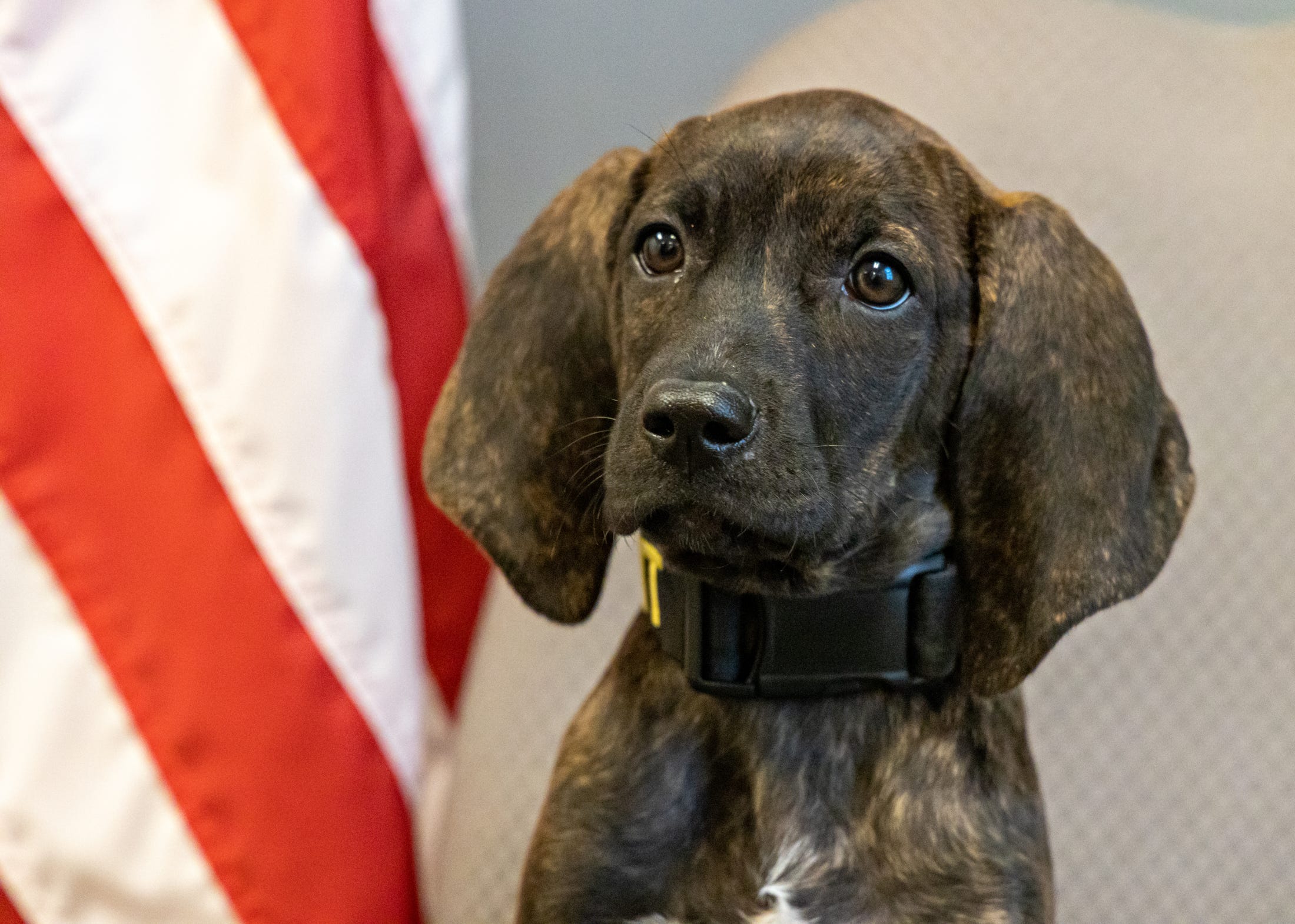 how much is a plott hound puppy