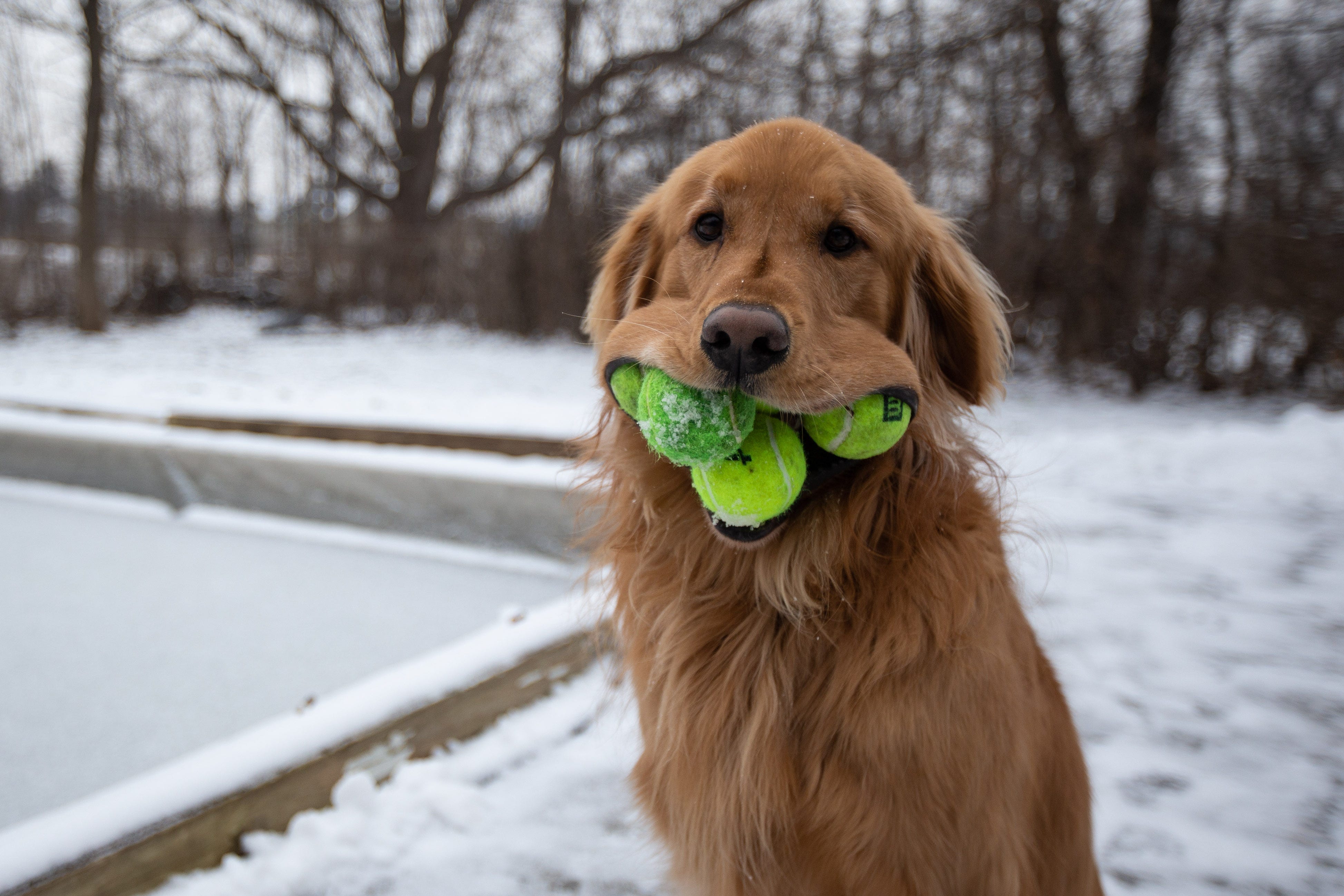 Golden Retriever Dog Fits 6 Tennis Balls In Mouth Beating World Record