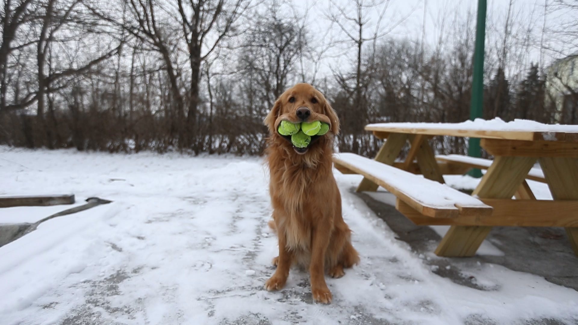 Ball Hog This Finger Lakes Dog Can Fit 6 Tennis Balls In His Mouth