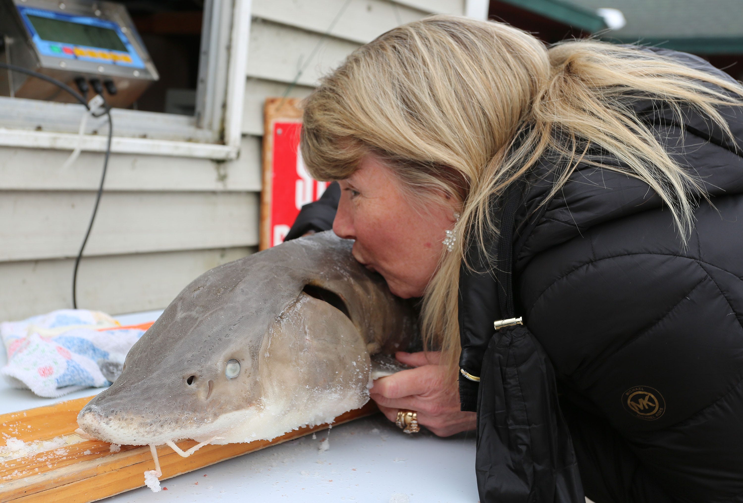 Sturgeon Spearing On Lake Winnebago System Opens Feb. 13 With Drive ...