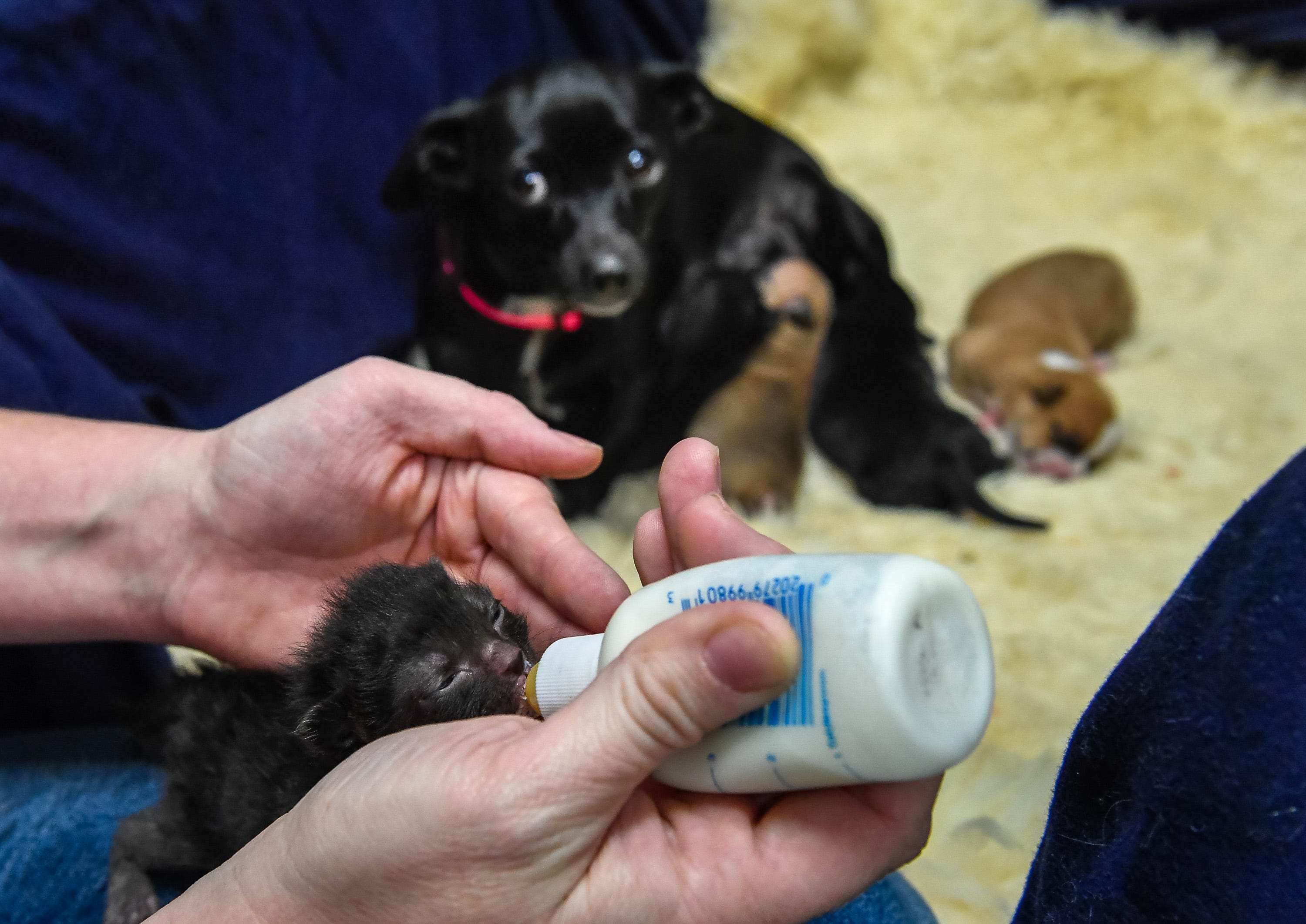 can a dog nurse kittens