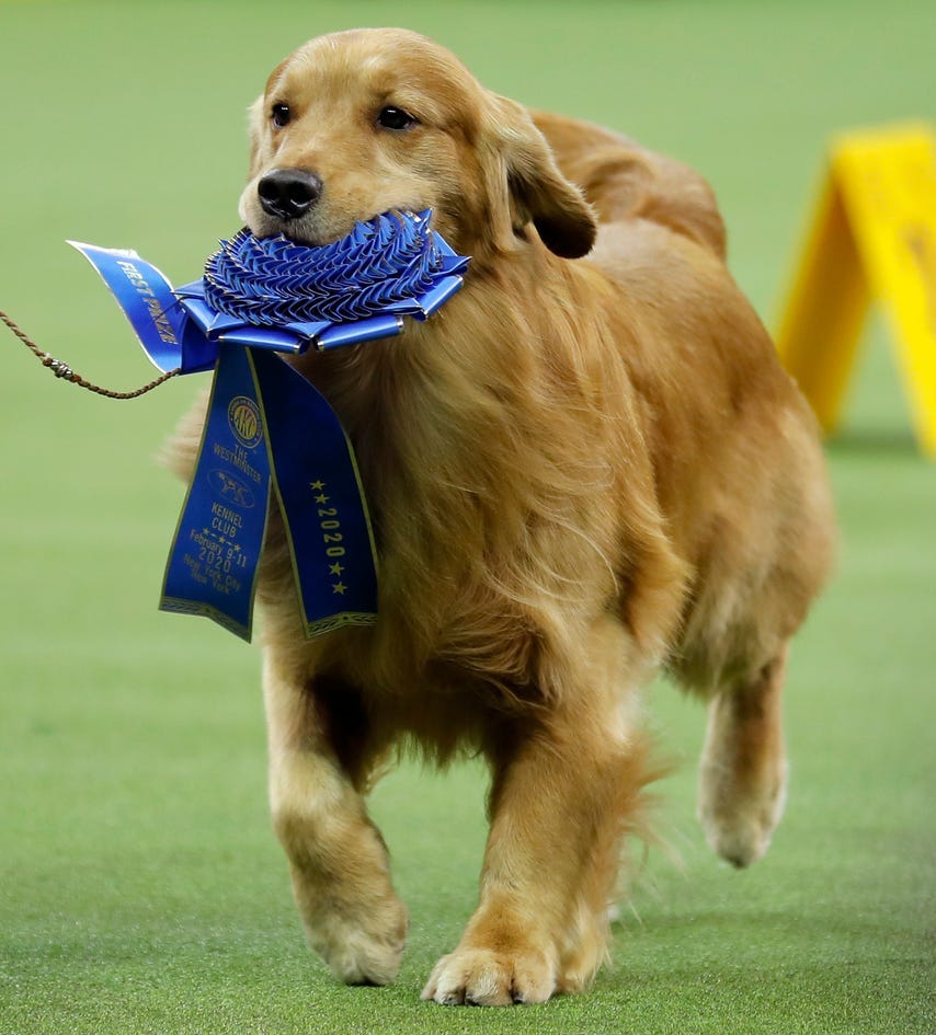 Westminster Dog Show 2020 Golden retriever wins Sporting Group