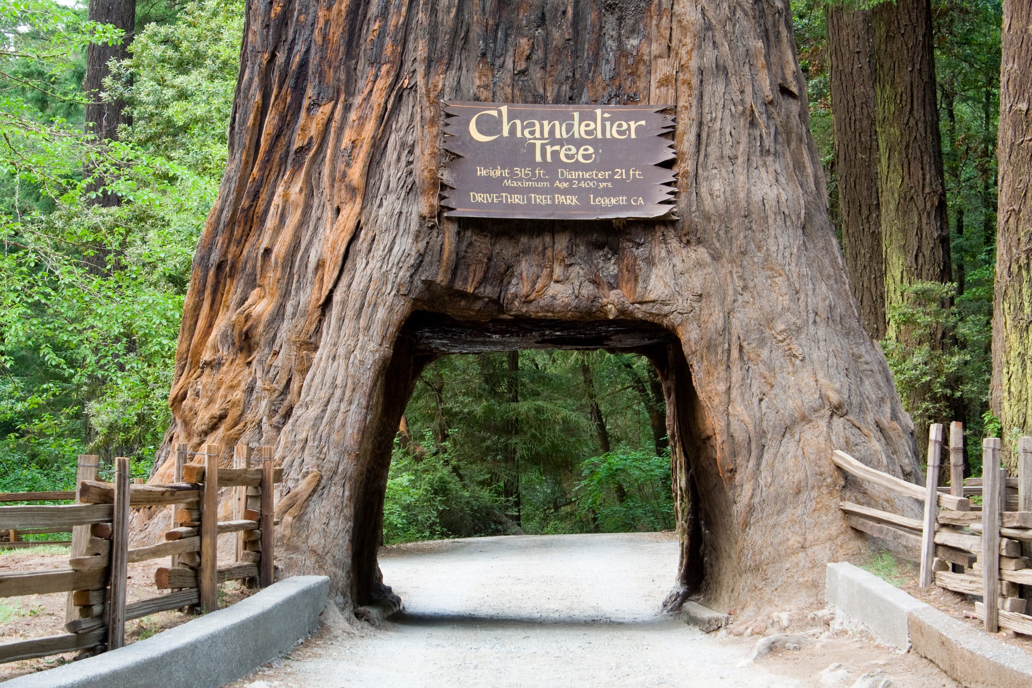 drive thru redwood tree in california