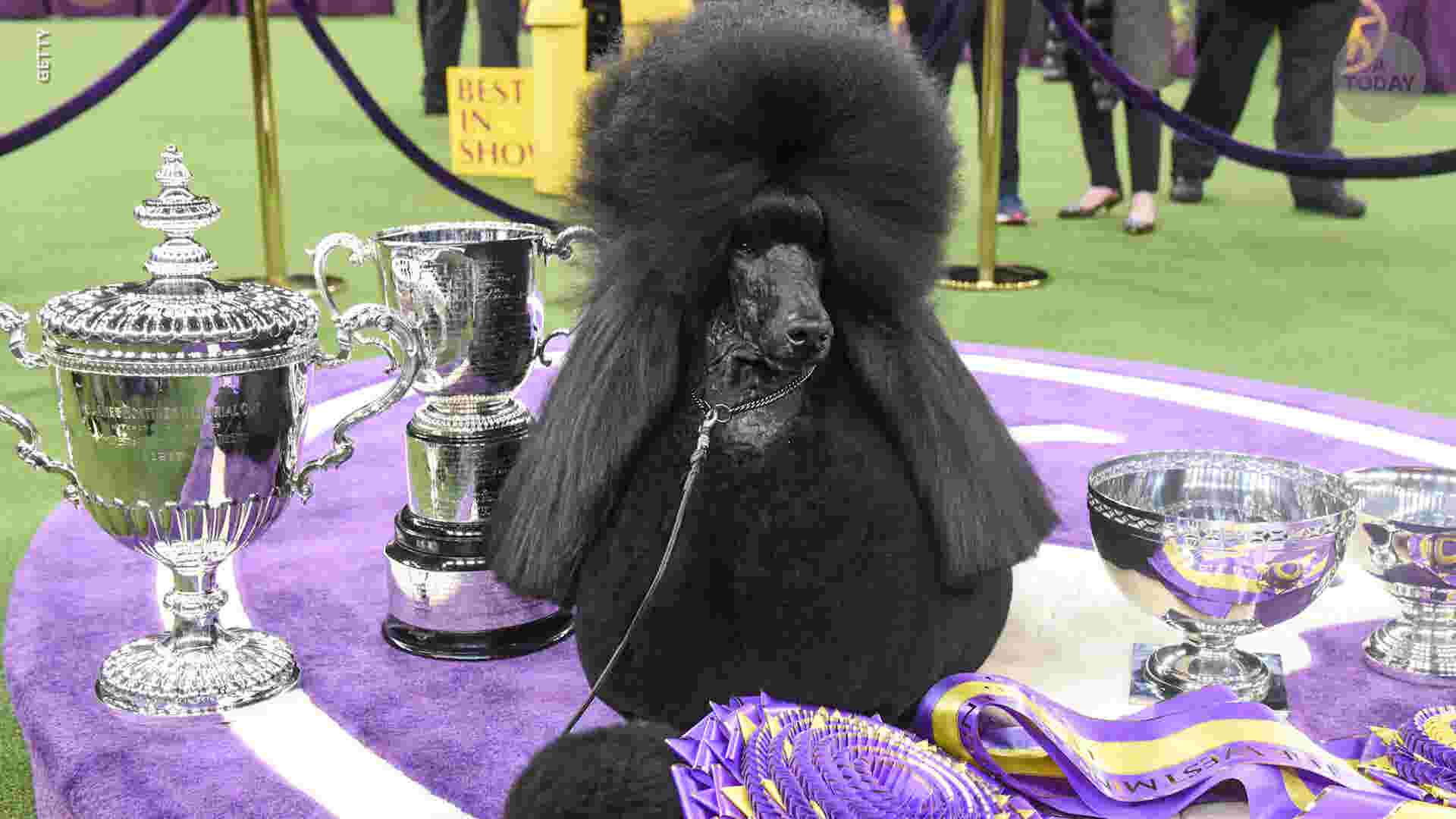 Westminster Dog Show's Best in Show is Siba the standard poodle