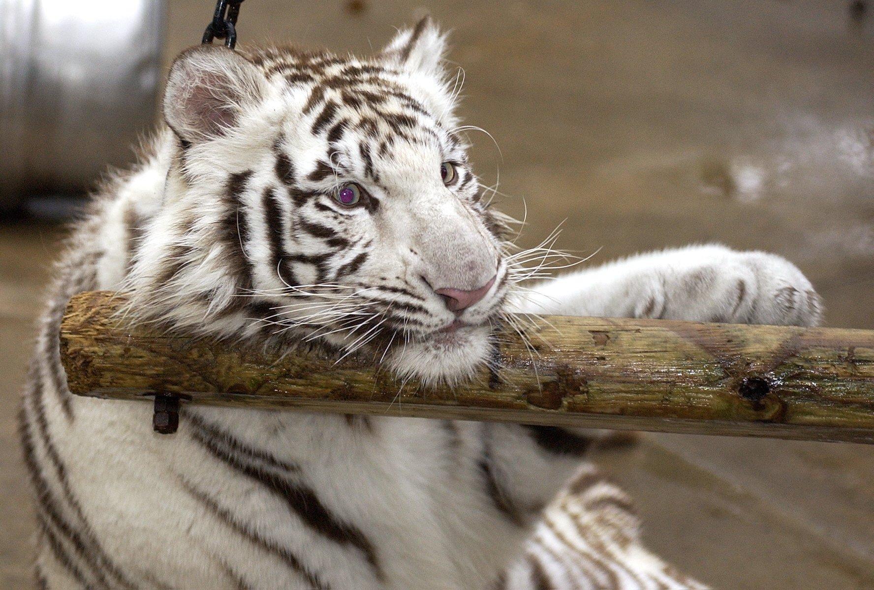 Alexandria Zoo S White Tiger Kumar Dies