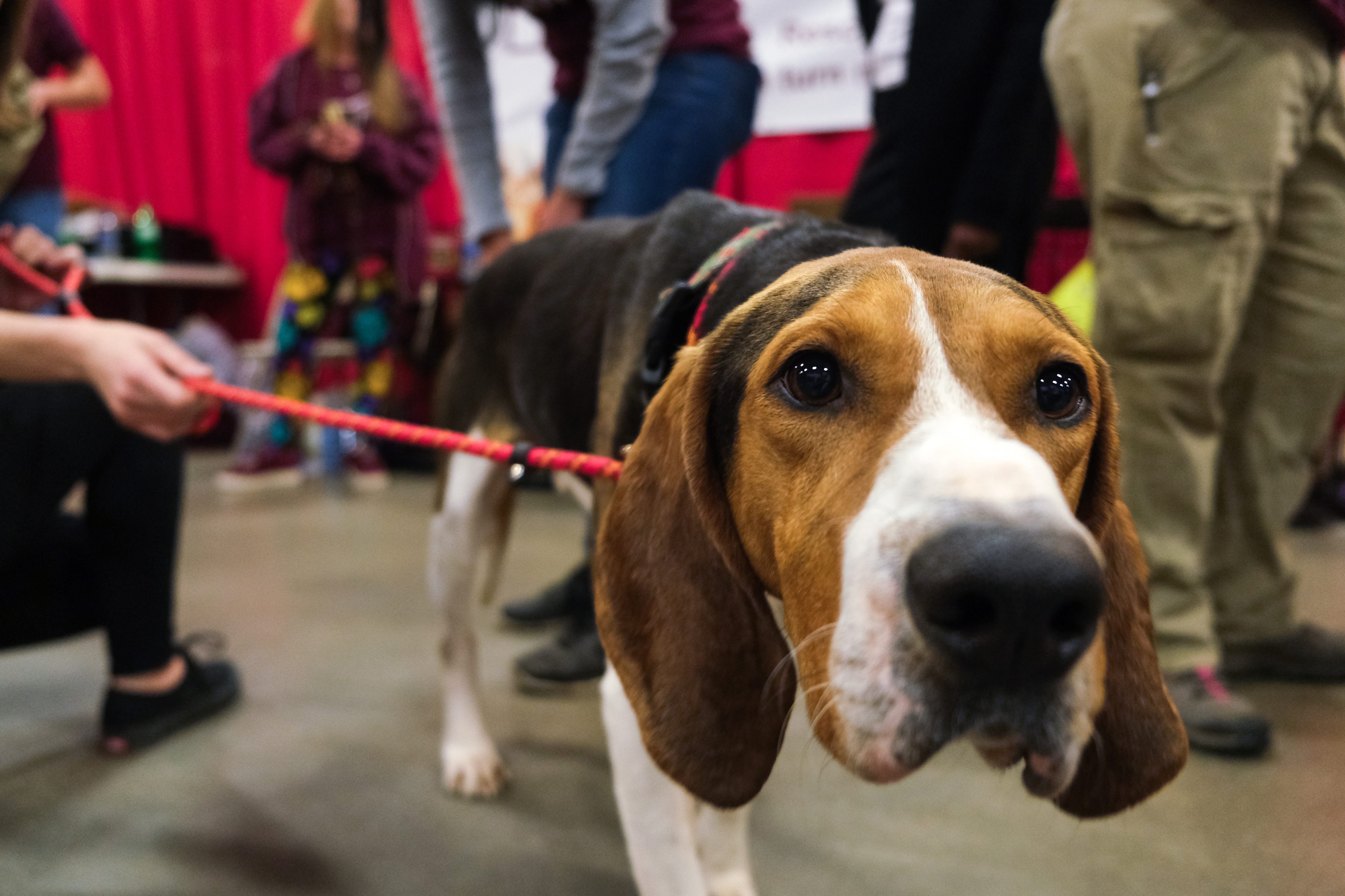 do you need a license to groom dogs in ohio