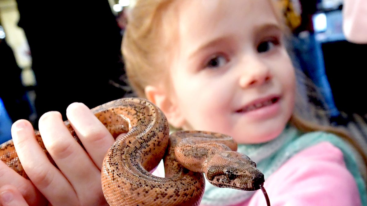 PHOTOS Reptiles invade Wyndham Garden York