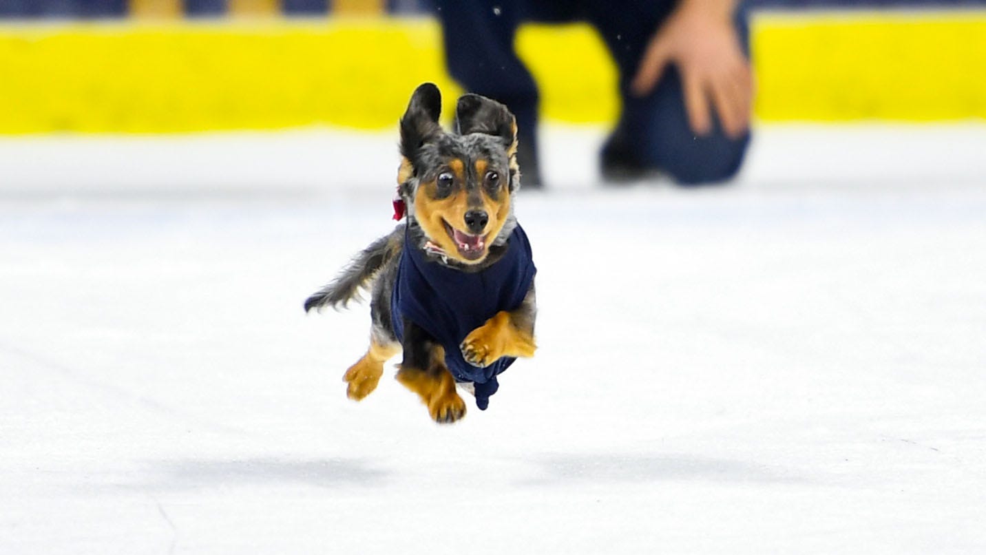 Sioux Falls Stampede Wiener Dog race draws soldout crowd