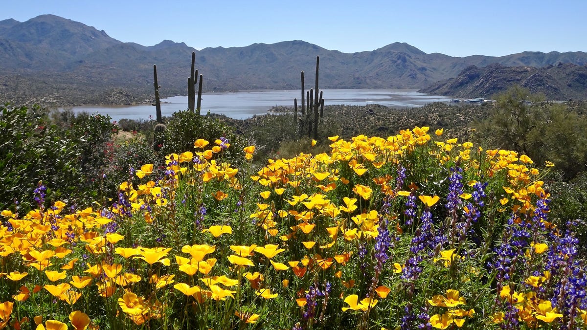 Arizona wildflowers Best places to see the desert bloom